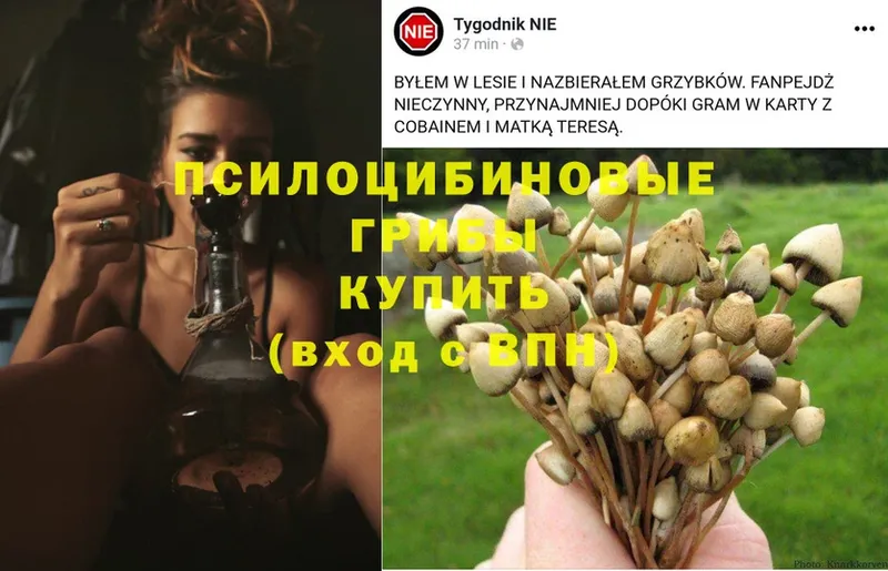 где купить наркотик  Москва  Псилоцибиновые грибы Magic Shrooms 